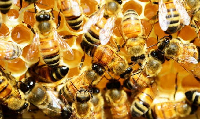 abeille_rucher