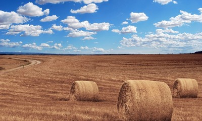 champs_agriculture