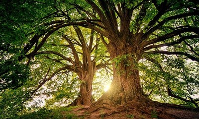 foret